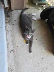 Lost Female Cat last seen Beckett Dr, Arlington, TX 76017