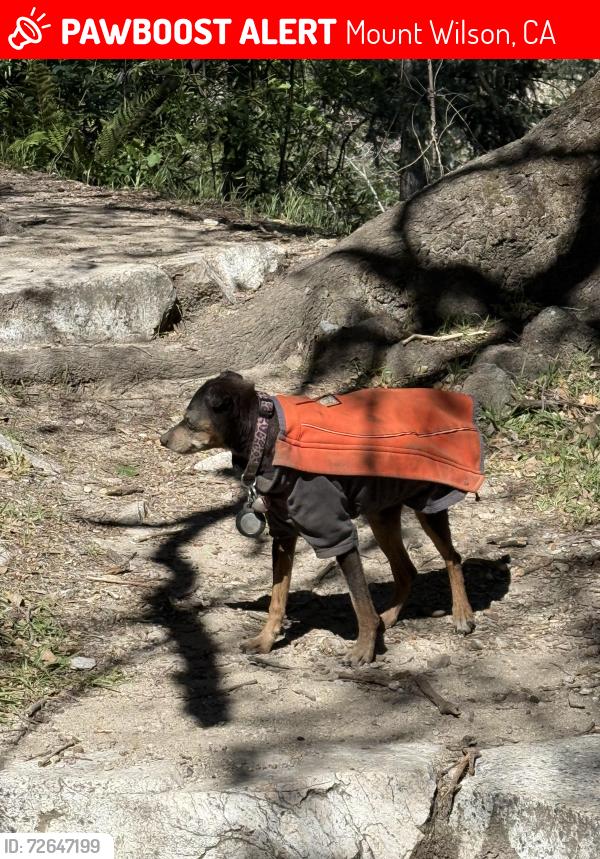Lost Female Dog last seen Sierra madre trail to Mt Wilson , Mount Wilson, CA 91024