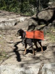Lost Female Dog last seen Sierra madre trail to Mt Wilson , Mount Wilson, CA 91024
