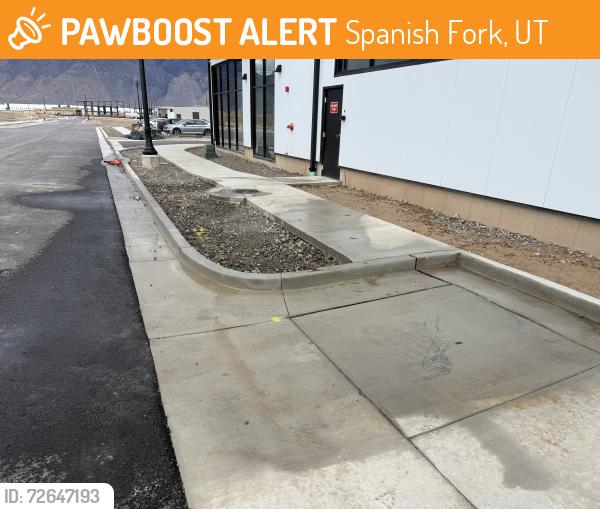 Found/Stray Unknown Cat last seen On our property, Spanish Fork, UT 84660