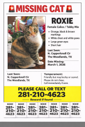 Lost Female Cat last seen Lake Woodlands, The Woodlands, TX 77381