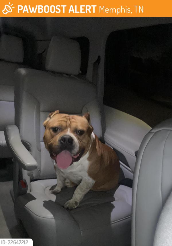 Found/Stray Male Dog last seen Orange mound , Memphis, TN 38114