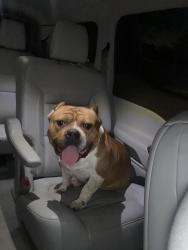 Found/Stray Male Dog last seen Orange mound , Memphis, TN 38114