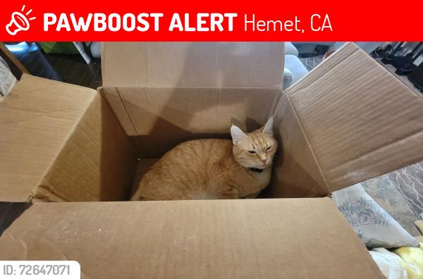 Lost Female Cat last seen Mahogany and Lotus , Hemet, CA 92543