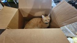 Lost Female Cat last seen Mahogany and Lotus , Hemet, CA 92543