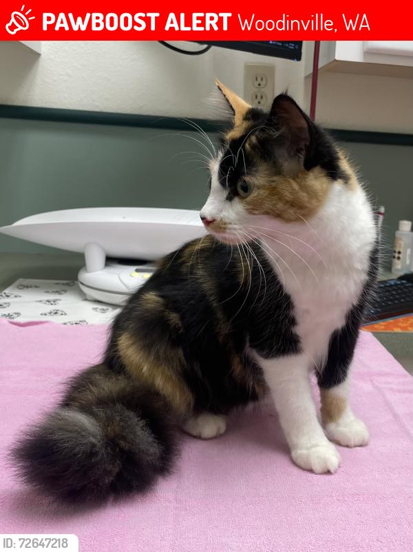 Lost Female Cat last seen Woodinville High School , Woodinville, WA 98072
