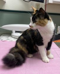 Lost Female Cat last seen Woodinville High School , Woodinville, WA 98072