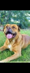 Lost Male Dog last seen Burnsville hwy, Mars Hill, NC 28754