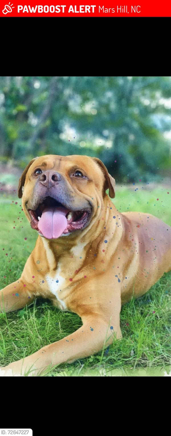 Lost Male Dog last seen Burnsville hwy, Mars Hill, NC 28754