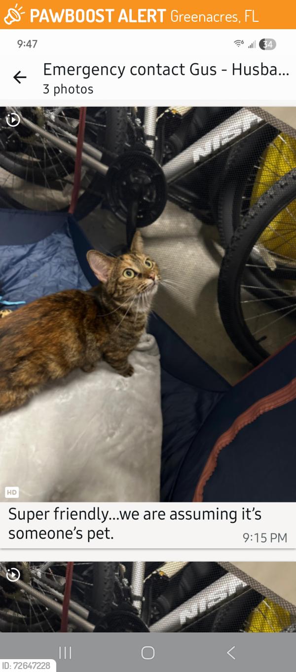 Found/Stray Female Cat last seen Jog between Forest Hill and Summit, Greenacres, FL 33415