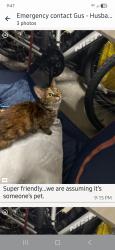Found/Stray Female Cat last seen Jog between Forest Hill and Summit, Greenacres, FL 33415
