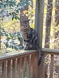 Lost Male Cat last seen Trapper's Run and C Dr , Cary, NC 27513