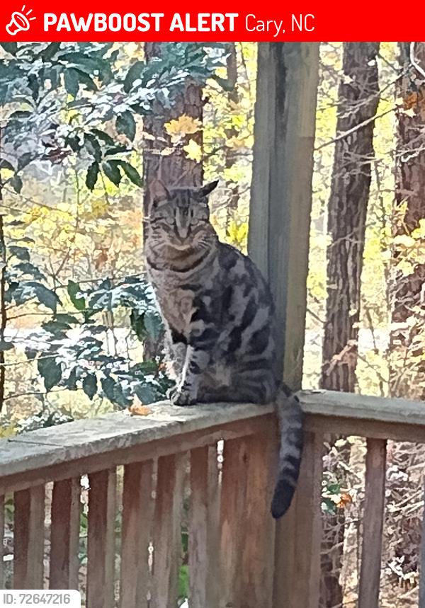 Lost Male Cat last seen Trapper's Run and C Dr , Cary, NC 27513