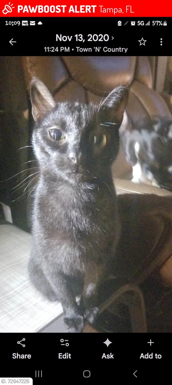 Lost Male Cat last seen Near Lakes MHP, Tampa, FL 33635