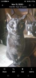Lost Male Cat last seen Near Lakes MHP, Tampa, FL 33635
