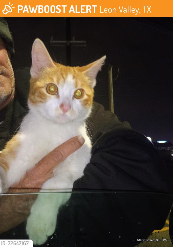 Found/Stray Male Cat last seen Laundrolab parking lot , Leon Valley, TX 78238