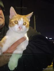 Found/Stray Male Cat last seen Laundrolab parking lot , Leon Valley, TX 78238