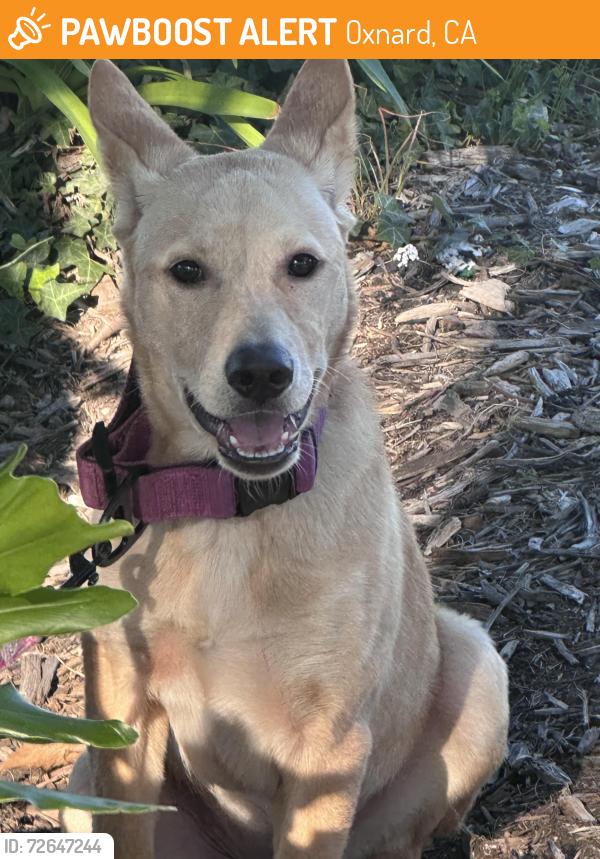 Found/Stray Female Dog last seen Rose and Lockwood , Oxnard, CA 93036