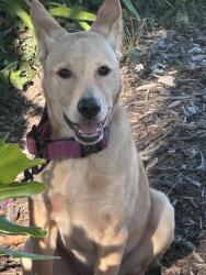 Found/Stray Female Dog last seen Rose and Lockwood , Oxnard, CA 93036