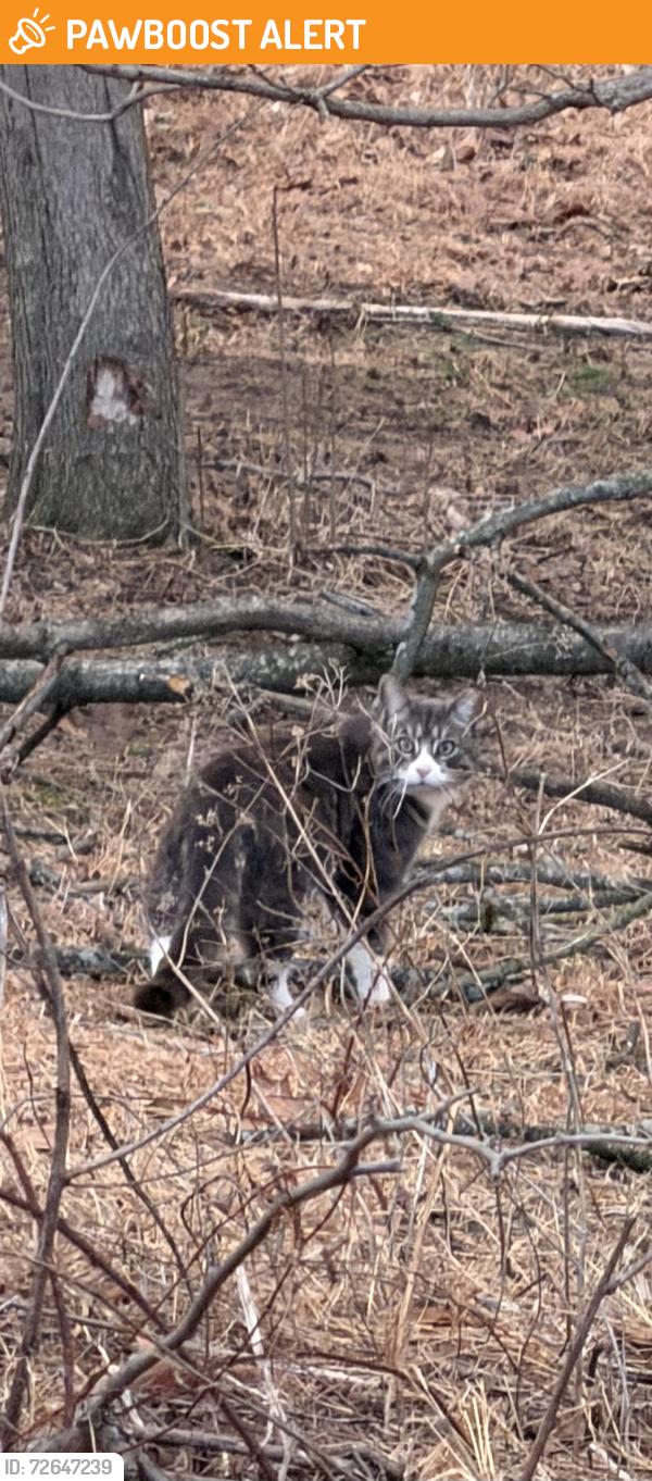 Found/Stray Unknown Cat last seen Madison Providence apmts, Upper Providence Township, PA 19426