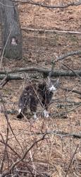 Found/Stray Unknown Cat last seen Madison Providence apmts, Upper Providence Township, PA 19426