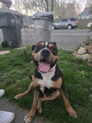 Found/Stray Male Dog last seen E and 20th , Sacramento, CA 95811