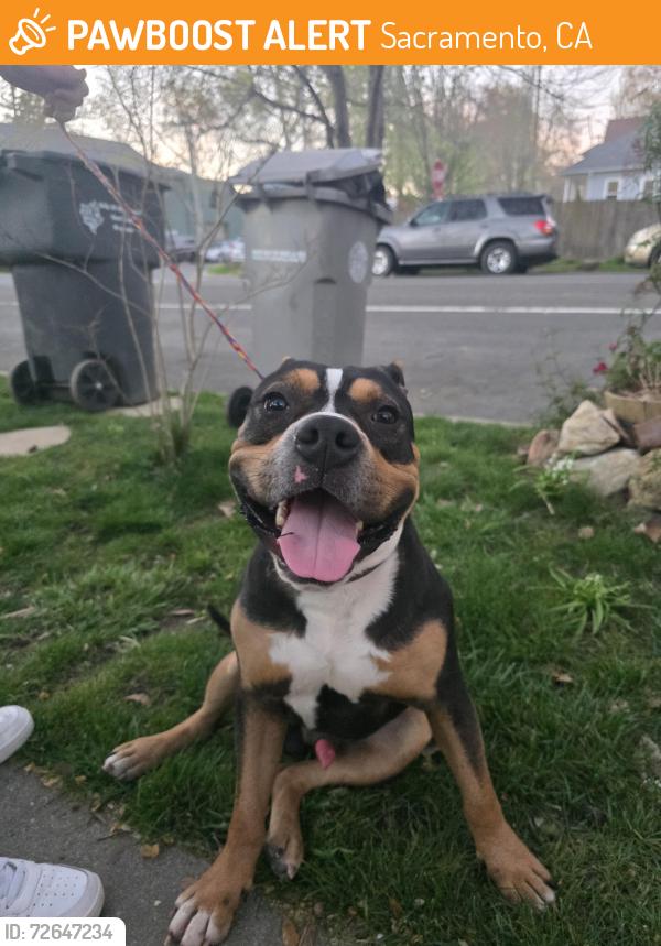 Found/Stray Male Dog last seen E and 20th , Sacramento, CA 95811