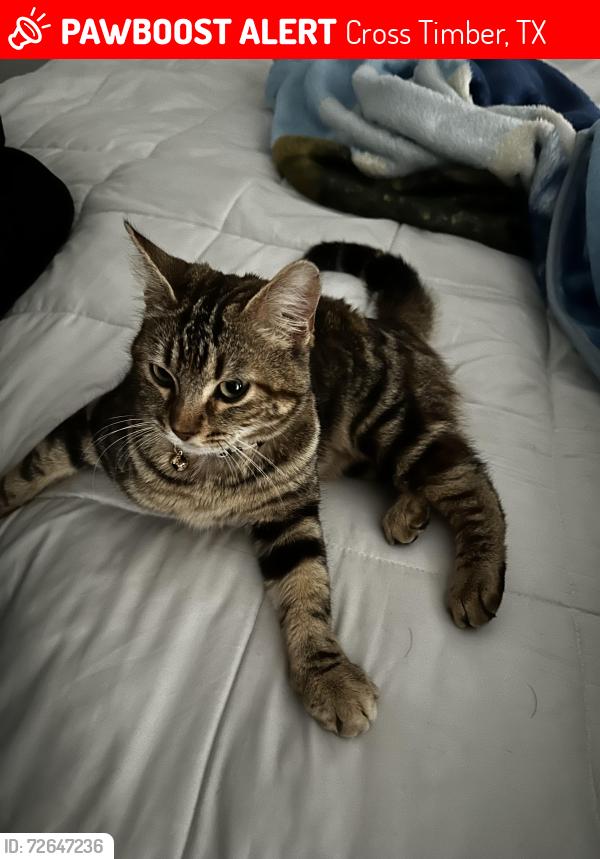 Lost Female Cat last seen Oak Grove, Cross Timber, TX 76028