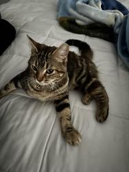 Lost Female Cat last seen Oak Grove, Cross Timber, TX 76028