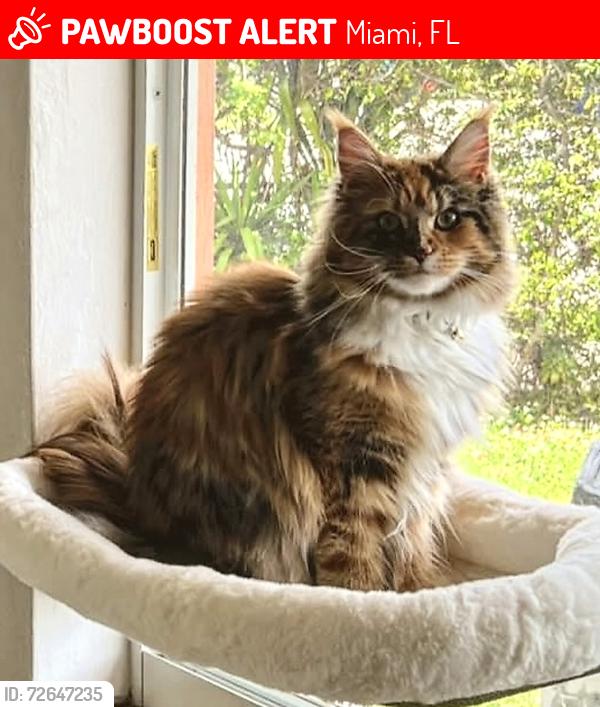 Lost Female Cat last seen Near ave & 36 st, Miami, FL 33165