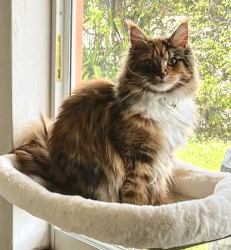 Lost Female Cat last seen Near ave & 36 st, Miami, FL 33165