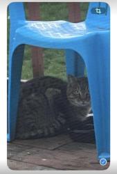 Found/Stray Unknown Cat last seen SE Market ST and SE 104th Ave, Portland, OR 97216