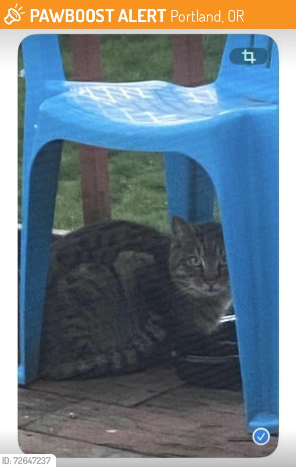 Found/Stray Unknown Cat last seen SE Market ST and SE 104th Ave, Portland, OR 97216