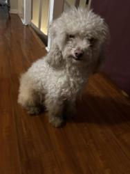 Found/Stray Male Dog last seen saw walking around , Durham, NC 27704
