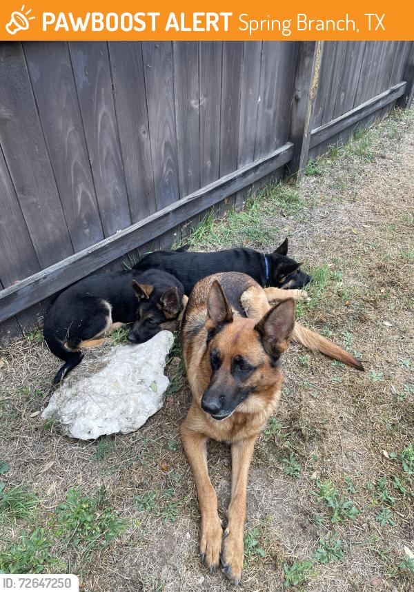 Found/Stray Female Dog last seen Rebecca creek rd, Spring Branch, TX 78070