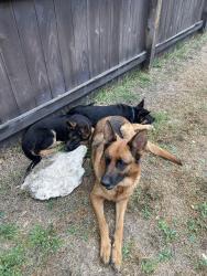 Found/Stray Female Dog last seen Rebecca creek rd, Spring Branch, TX 78070