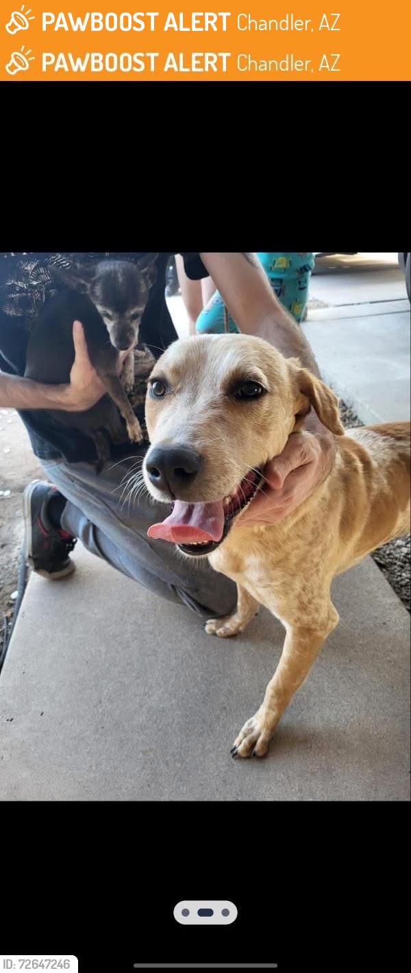 Found/Stray Male Dog last seen El dorado dr and mcnair, Chandler, AZ 85224