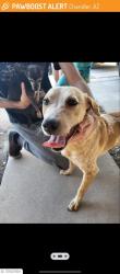 Found/Stray Male Dog last seen El dorado dr and mcnair, Chandler, AZ 85224