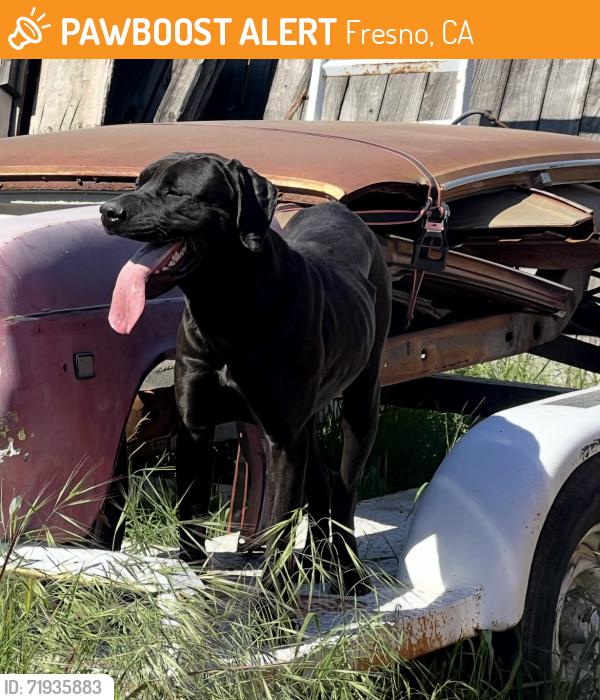 Found/Stray Unknown Dog last seen Armstrong between Shields & Clinton , Fresno, CA 93727