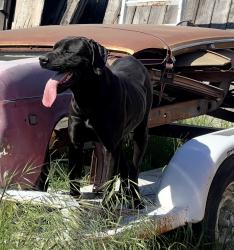 Found/Stray Unknown Dog last seen Armstrong between Shields & Clinton , Fresno, CA 93727