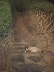 Found/Stray Unknown Cat last seen Moss side and Westwood, Richmond, VA 23222