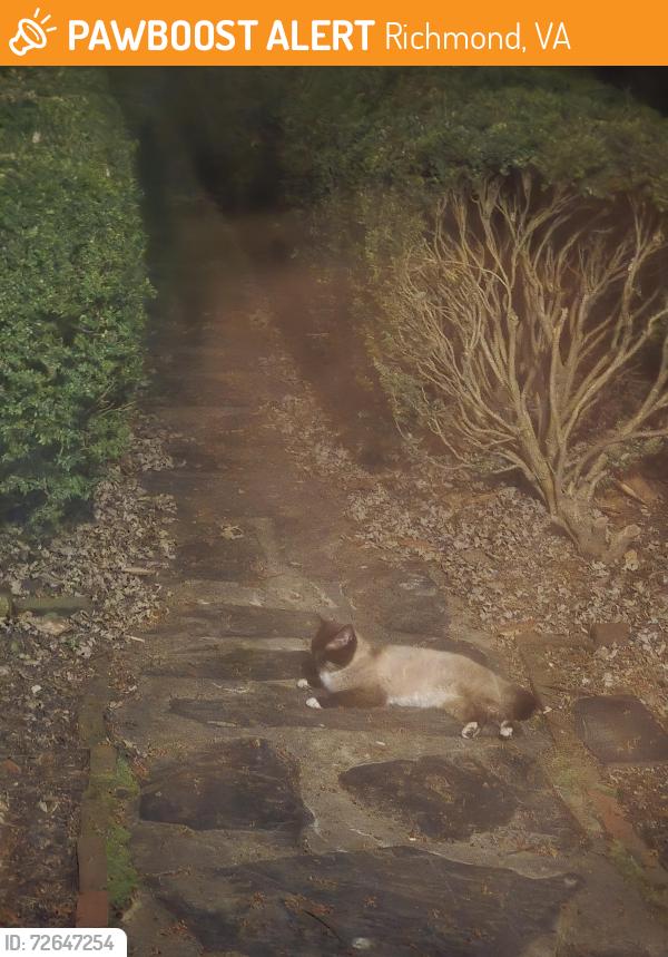 Found/Stray Unknown Cat last seen Moss side and Westwood, Richmond, VA 23222