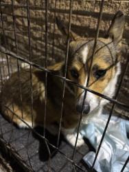 Found/Stray Female Dog last seen FM 491, Hidalgo County, TX 78569