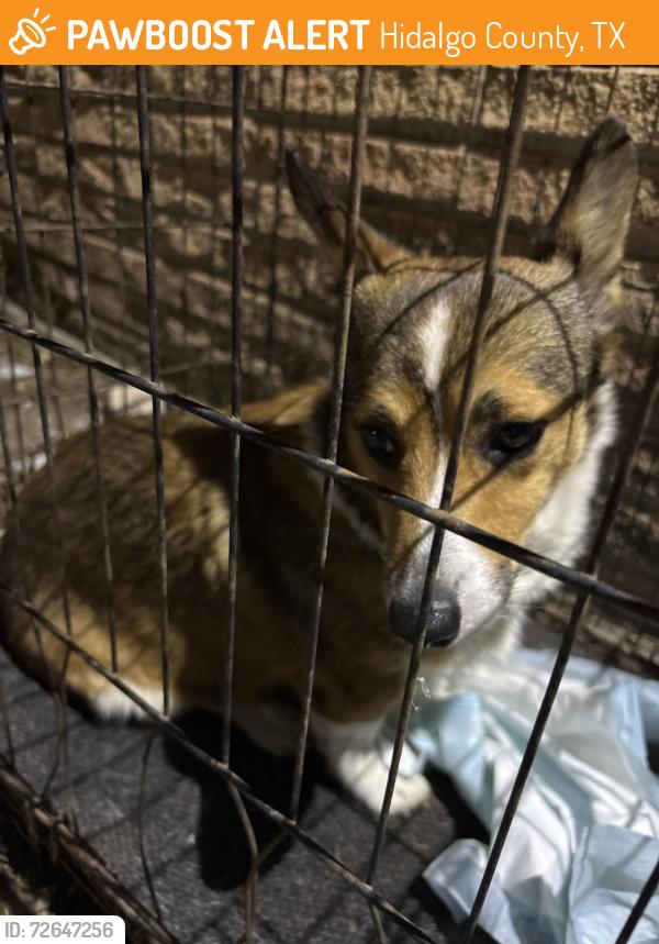 Found/Stray Female Dog last seen FM 491, Hidalgo County, TX 78569