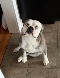 Lost Female Dog last seen Griffin Dr. and 201hwy, Tunnel Hill, GA 30755