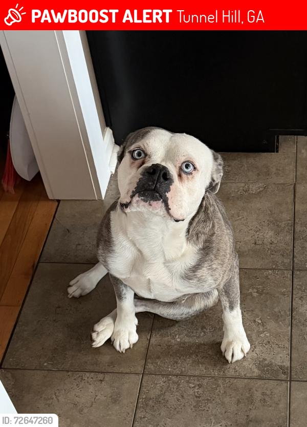 Lost Female Dog last seen Griffin Dr. and 201hwy, Tunnel Hill, GA 30755