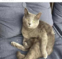 Lost Male Cat last seen Old state rd 37 and w smith valley rd, White River Township, IN 46143