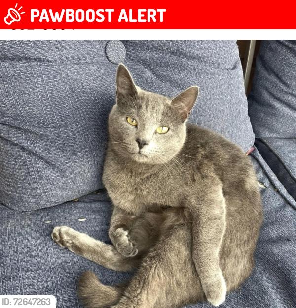 Lost Male Cat last seen Old state rd 37 and w smith valley rd, White River Township, IN 46143