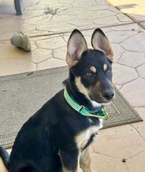 Found/Stray Unknown Dog last seen Sanderson and 7th , Hemet, CA 92545