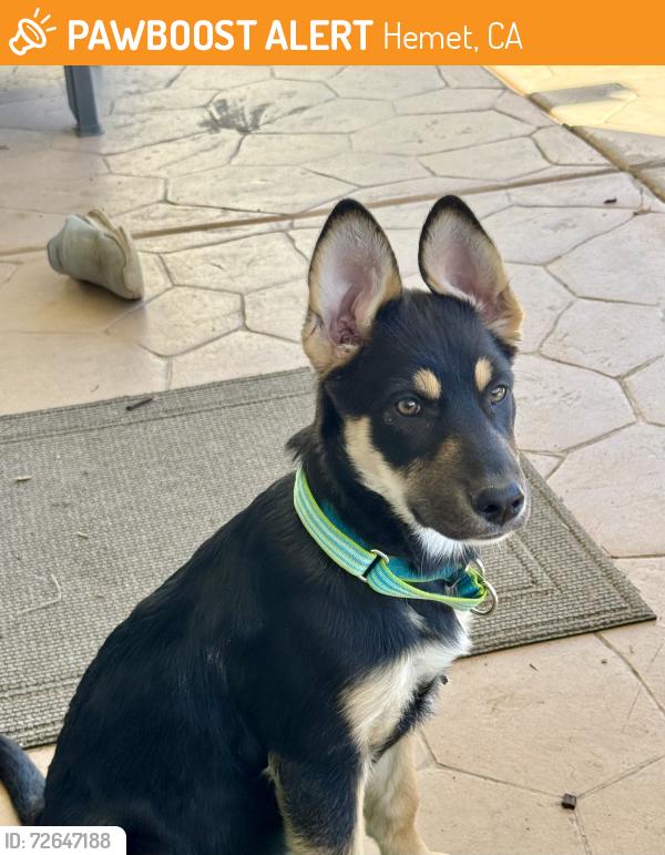 Found/Stray Unknown Dog last seen Sanderson and 7th , Hemet, CA 92545